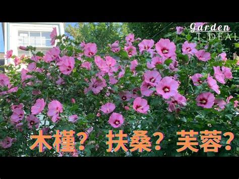 芙蓉擺放位置|芙蓉種植風水：何處擺放最旺宅？